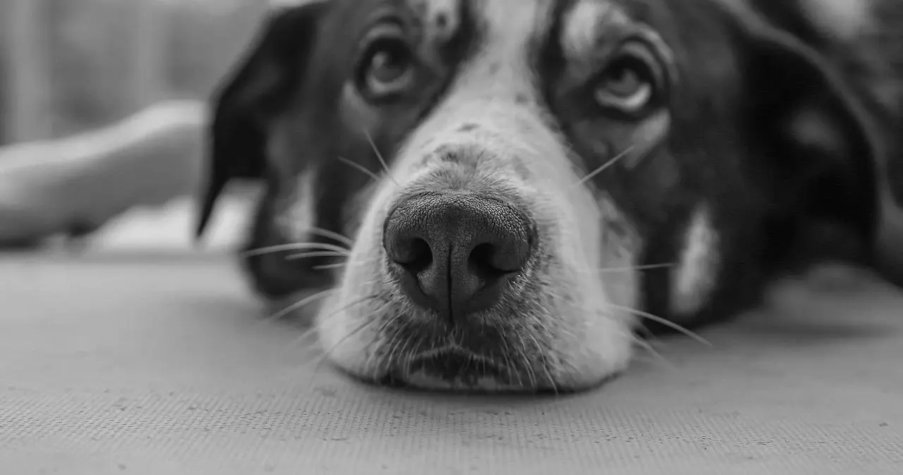 西檬之家K8猫系是什么?字母圈新人入圈 一