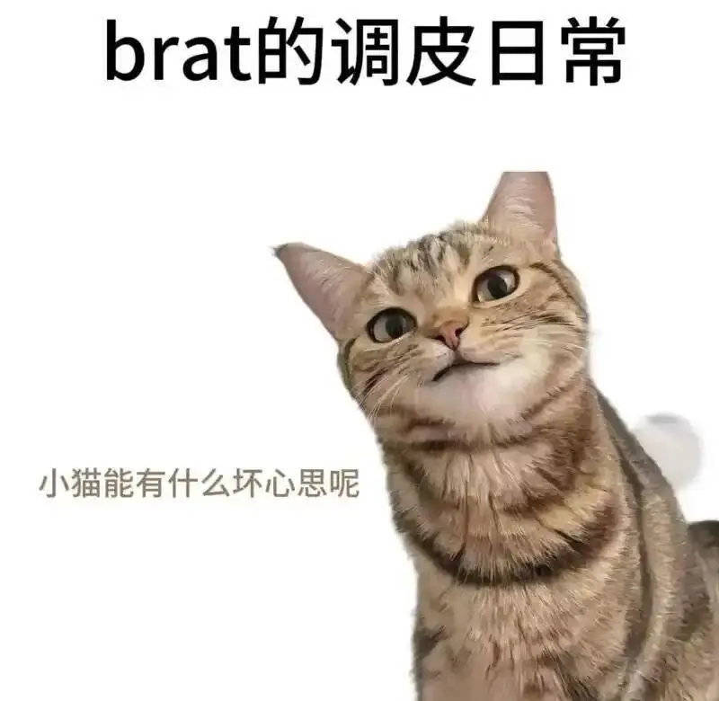 西檬之家K9是什么?字母圈新人入圈 一