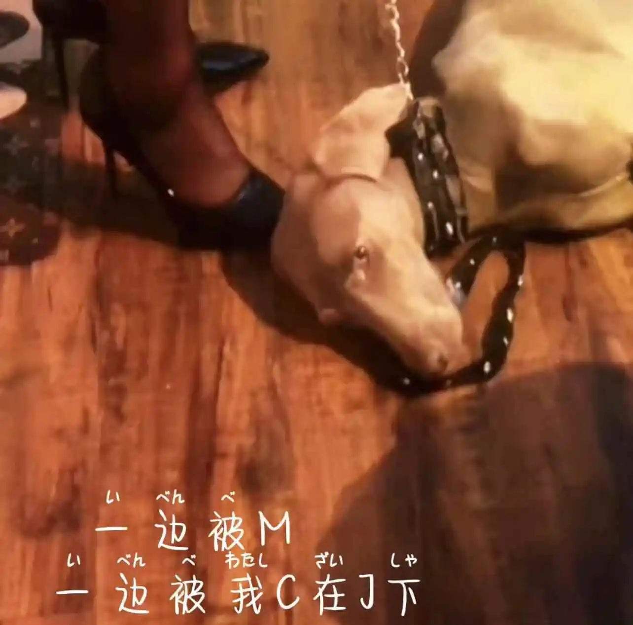 西檬之家女王是什么?字母圈新人入圈 一